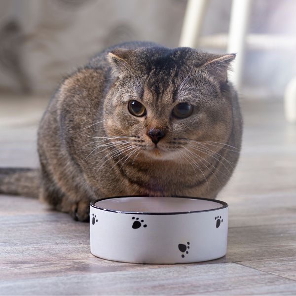 Best food and outlet water bowls for cats